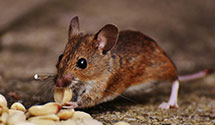 24 Hour & Emergency Exterminators in Sandy Point, VA